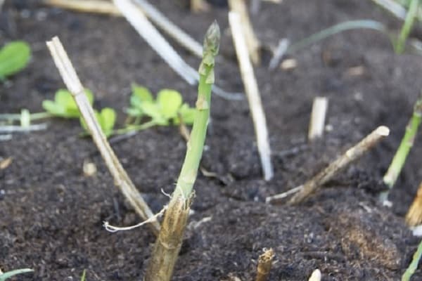 Propagation by cuttings