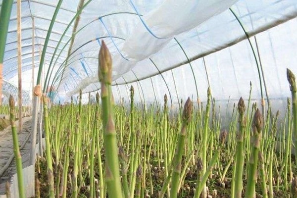 greenhouse structure