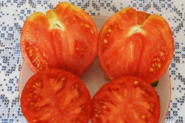 tomato yang ditanam