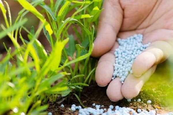 ammonium for plants