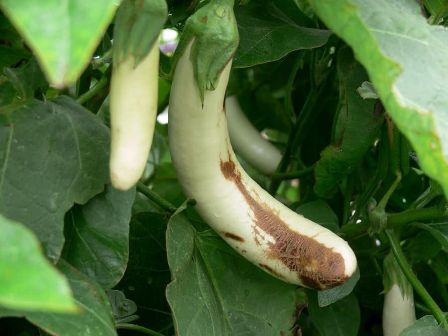 Alternaria sur aubergine