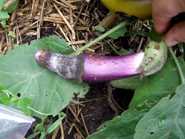 Cercosporium sur l'aubergine