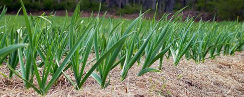 ripening garlic