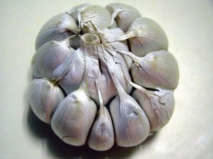 Bagaimana bawang putih musim bunga berbeza dengan bawang putih musim sejuk dan mana yang lebih baik disimpan