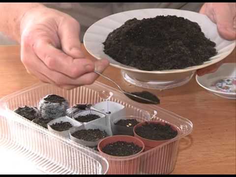 sowing eggplant