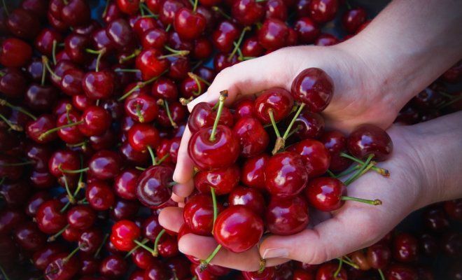 cerezas para compota