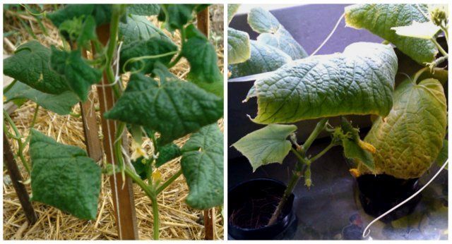 cucumber leaves