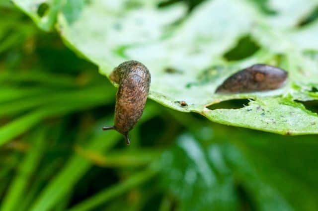 Babosas de berenjena