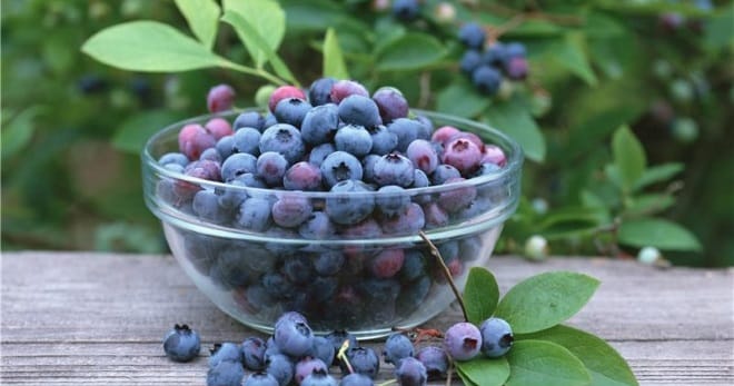 game berries