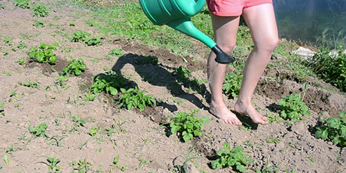 watering potatoes