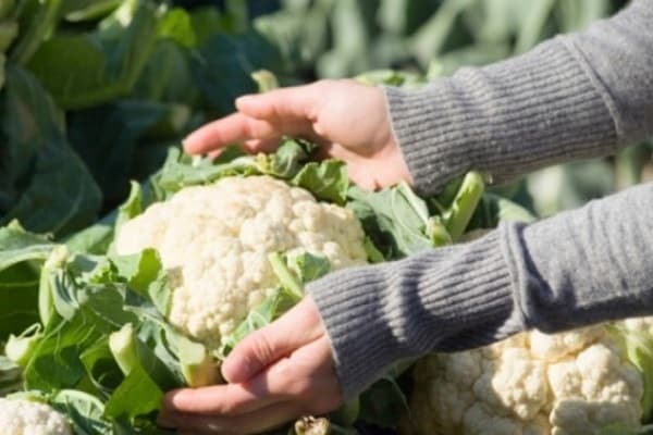 La terre du jardin