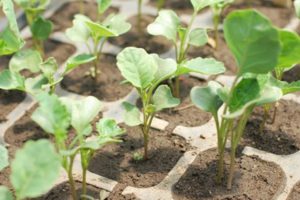 How and when to properly plant cauliflower outdoors