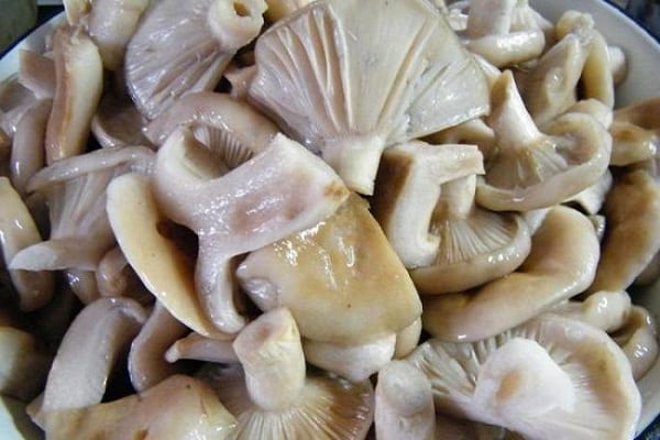 mariner les champignons au lait