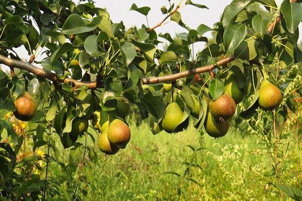 fruta para secar