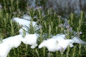 Comment préparer le romarin pour l'hiver: couvrir, creuser et tailler