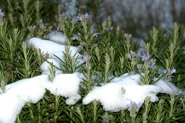 wintering rosemary