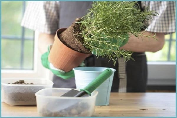 rosemary for the winter