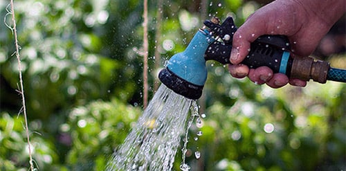 watering the eggplant