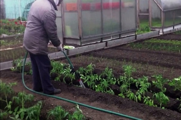 plántulas de tomate