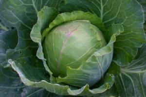 Descripción, plantación y cuidado de la variedad de repollo Slava en campo abierto.