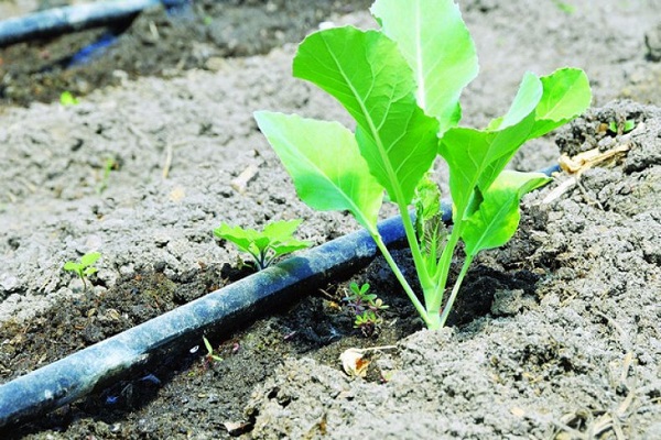 développement des plantes