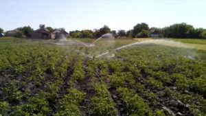 Le moment d'arroser les pommes de terre pour une bonne récolte