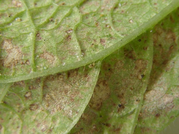 eggplant pests