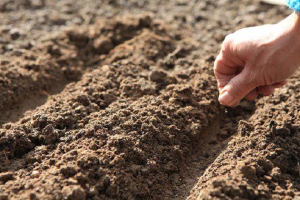 planting parsley