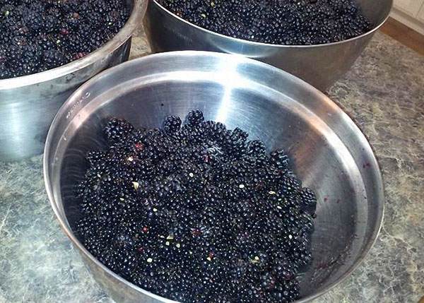 moras en un tazón