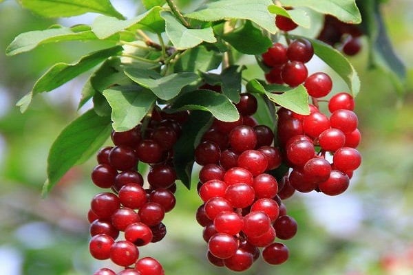 cereza pájaro rojo