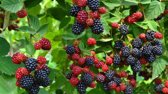 blackberry fruit