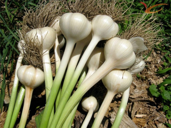 young garlic