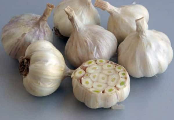 heads of garlic