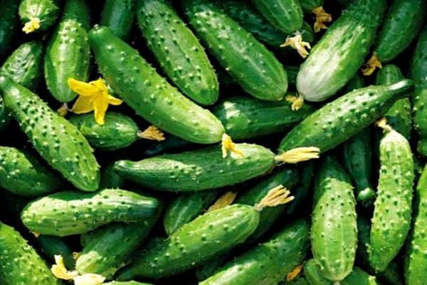 Instant recipes for crispy lightly salted cucumbers in a bag in 5 minutes