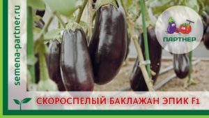 Description de la variété d'aubergine Epic, caractéristiques de culture et d'entretien