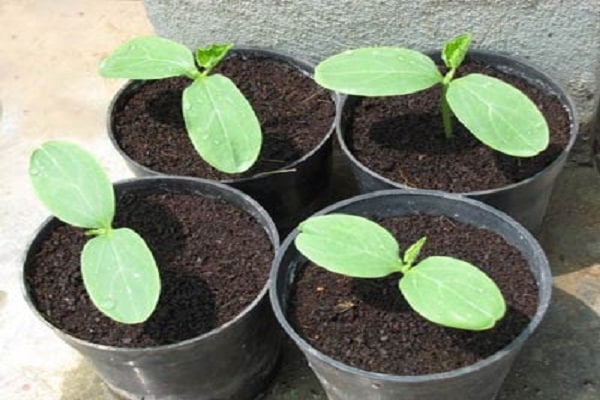 Planting seedlings