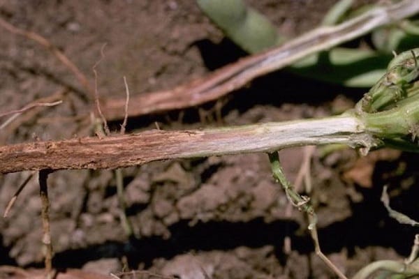 root system