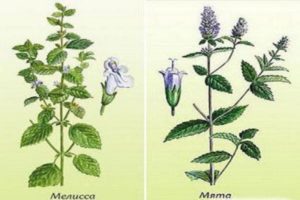 What is the difference and what is the difference between mint and lemon balm, which is healthier