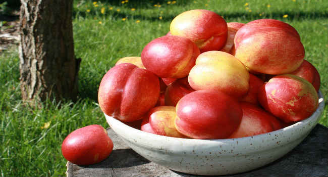 nectarine de fruits