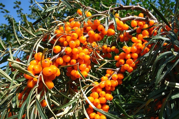 árbol de espino amarillo