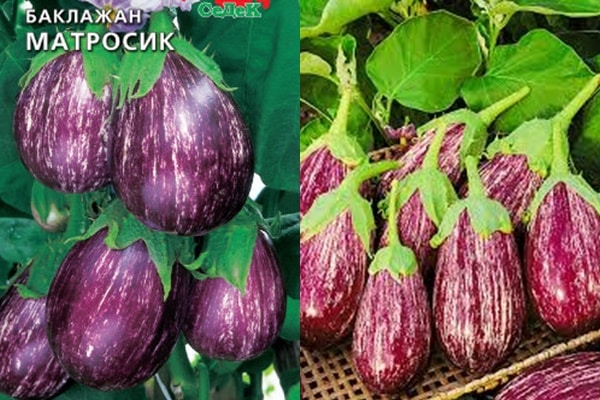 eggplant seeds sailor