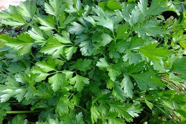 herbes fraîches