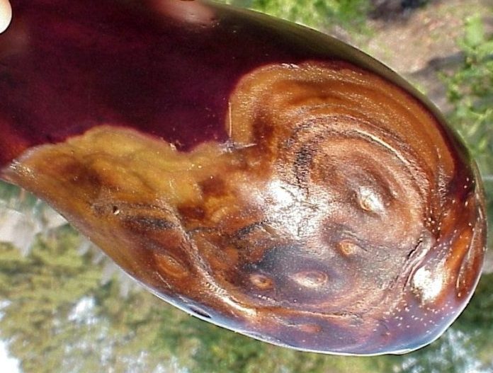 Phomopsis on eggplant