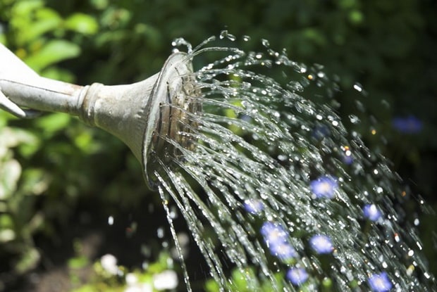 arrosant les plantes