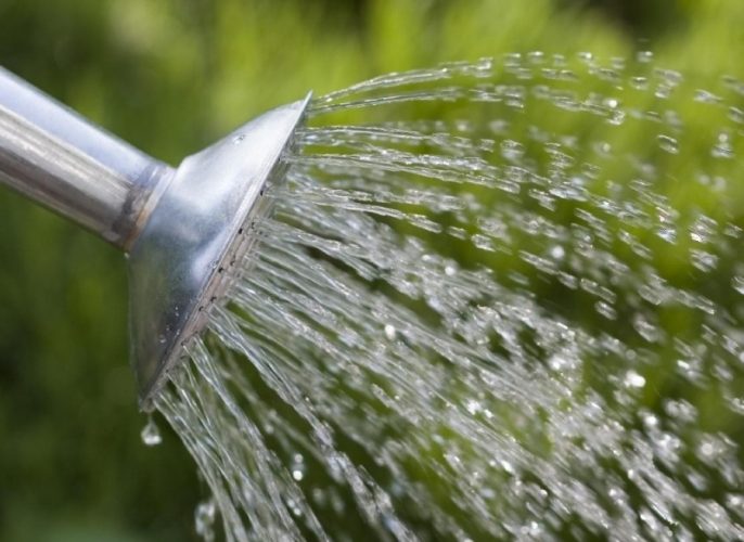 watering plants