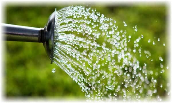 watering seedlings