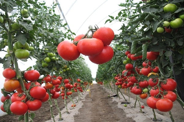 semi-determinant tomatoes