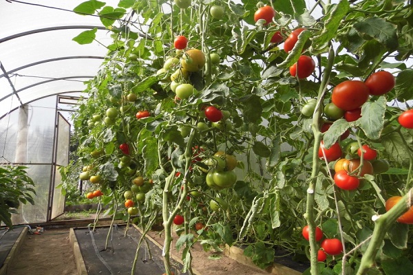 tomatoes for greenhouses