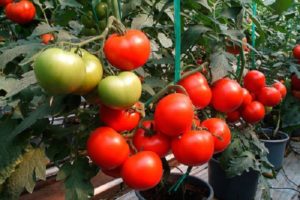 Apa maksud tomato separa penentu, varieti untuk rumah hijau dan rumah hijau