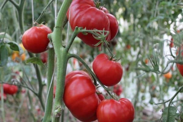 plantation dans le sol